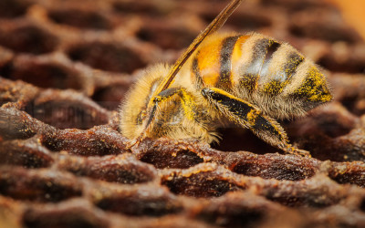 DanDexter-HoneybeeStack-2013-06-11-13.12.11 ZS retouched