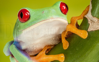 DanDexter-RedEyedTreeFrog-2014-07-25-15.39.21 ZS retouched