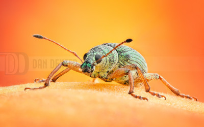 DanDexter-WeevilStack-2013-07-27-12.48.55 ZS retouched