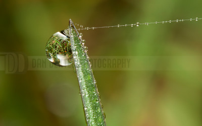 Dew Drop With Spider Web