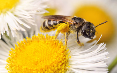 Pollinating Minor Bee