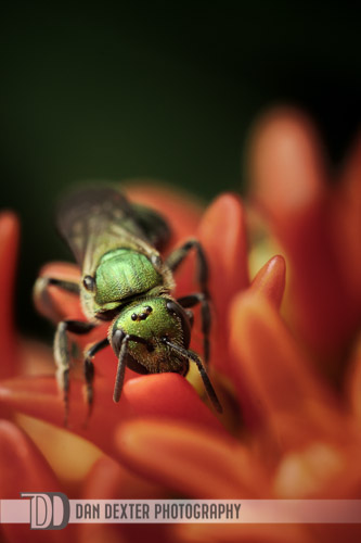 Green Bee by Dan Dexter