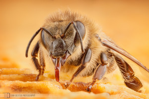 Honey Bee Feeding.  Focus Stack of 61 Photographs.