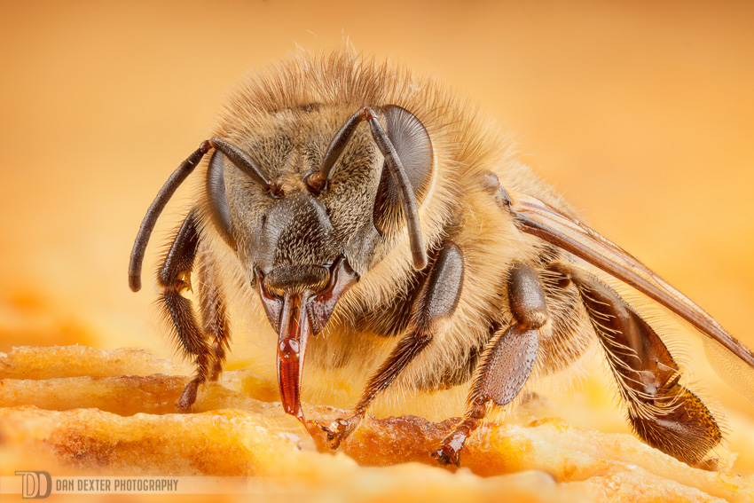 Honey Bee Craze