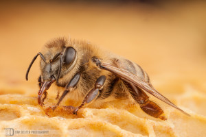 Honey Bee Feeding, Side View