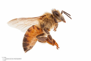 Honey Bee, Full Body Photograph by Dan Dexter