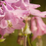 Pink Columbine Flower Panorama