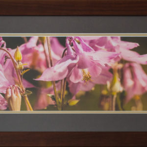 Framed Pink Columbine Flower Panorama